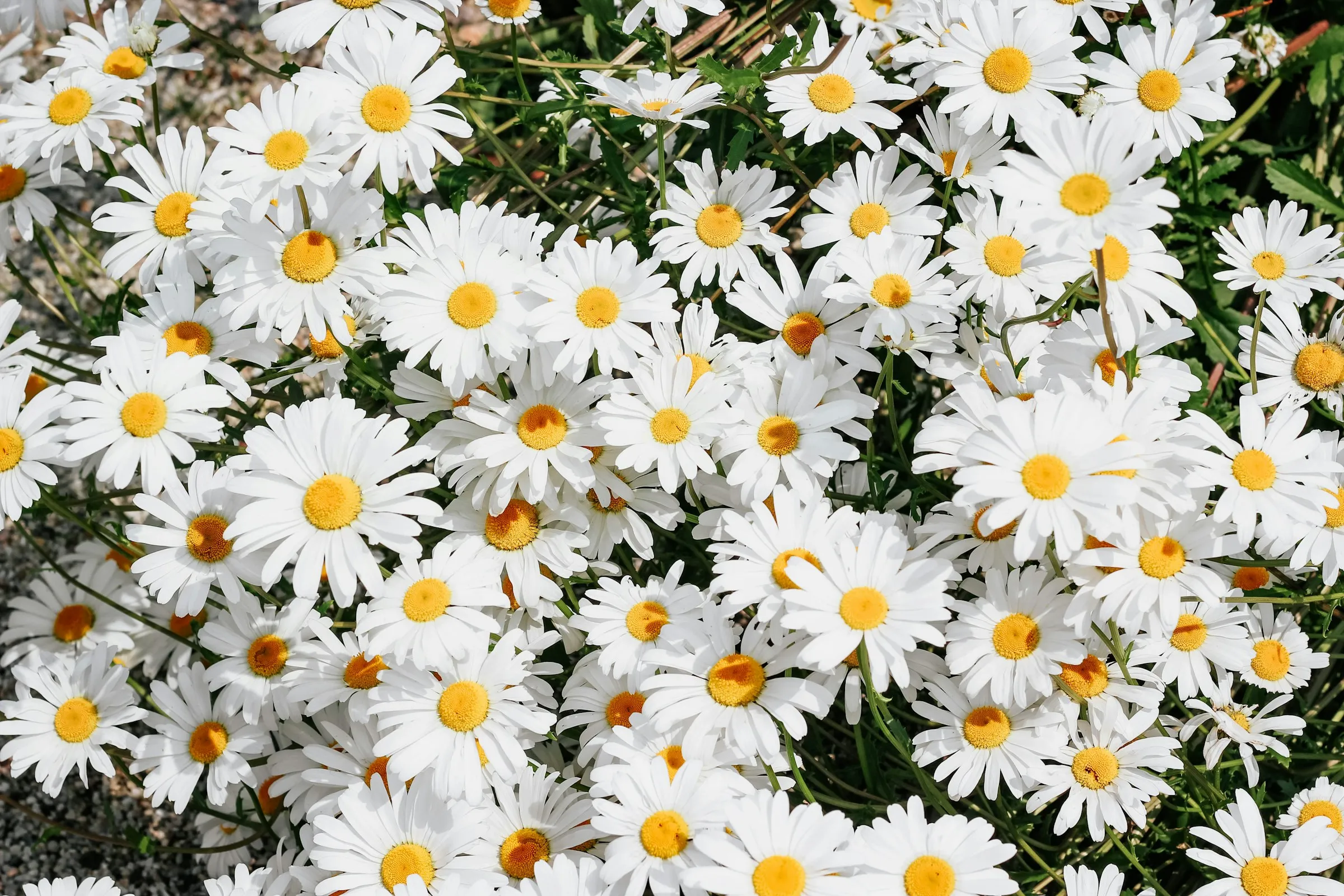 White daisy flowers during daytime