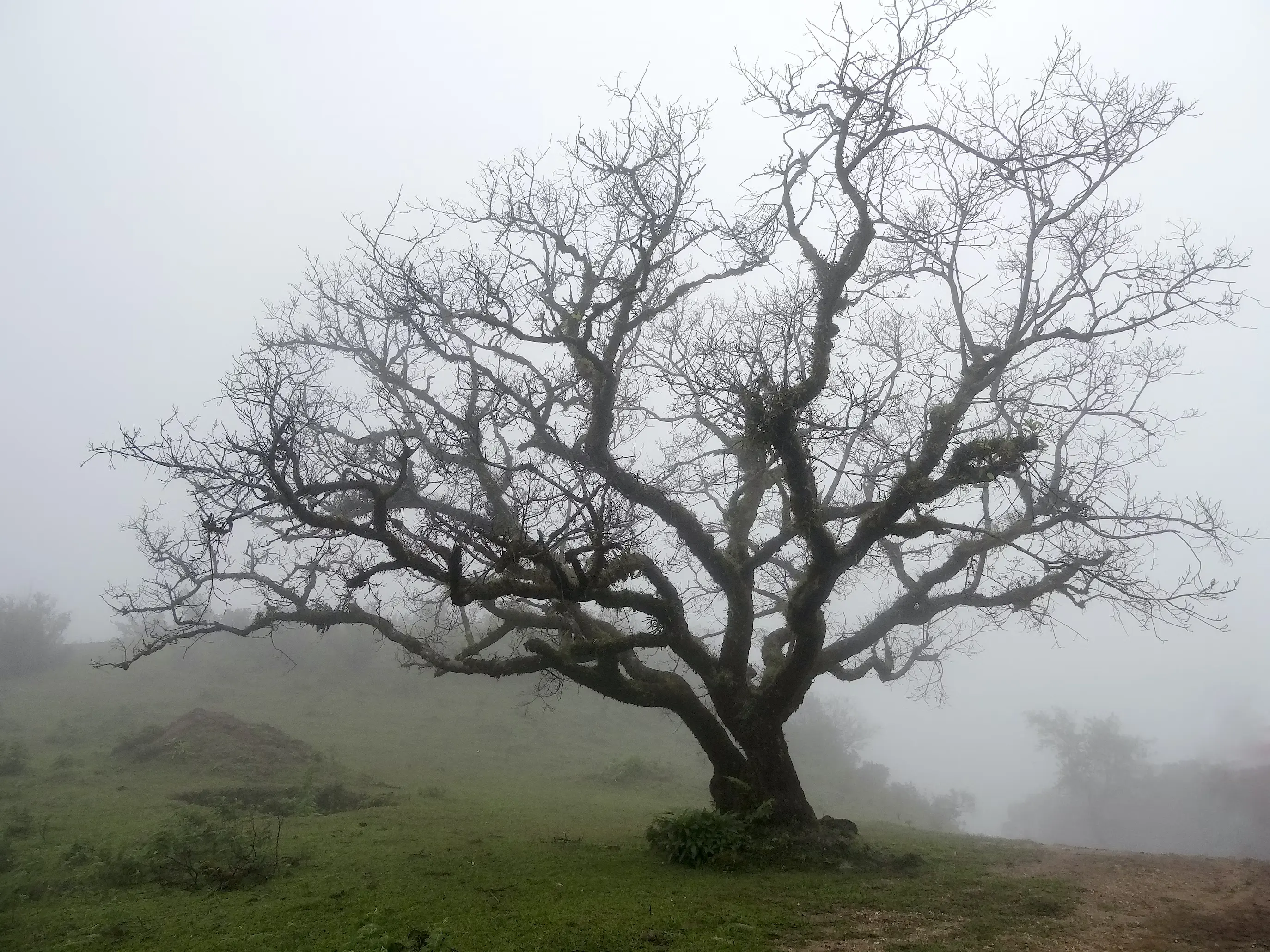 wilted tree during daytime